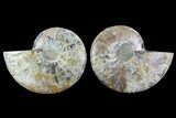 Cut & Polished Ammonite Fossil - Agatized #91154-1